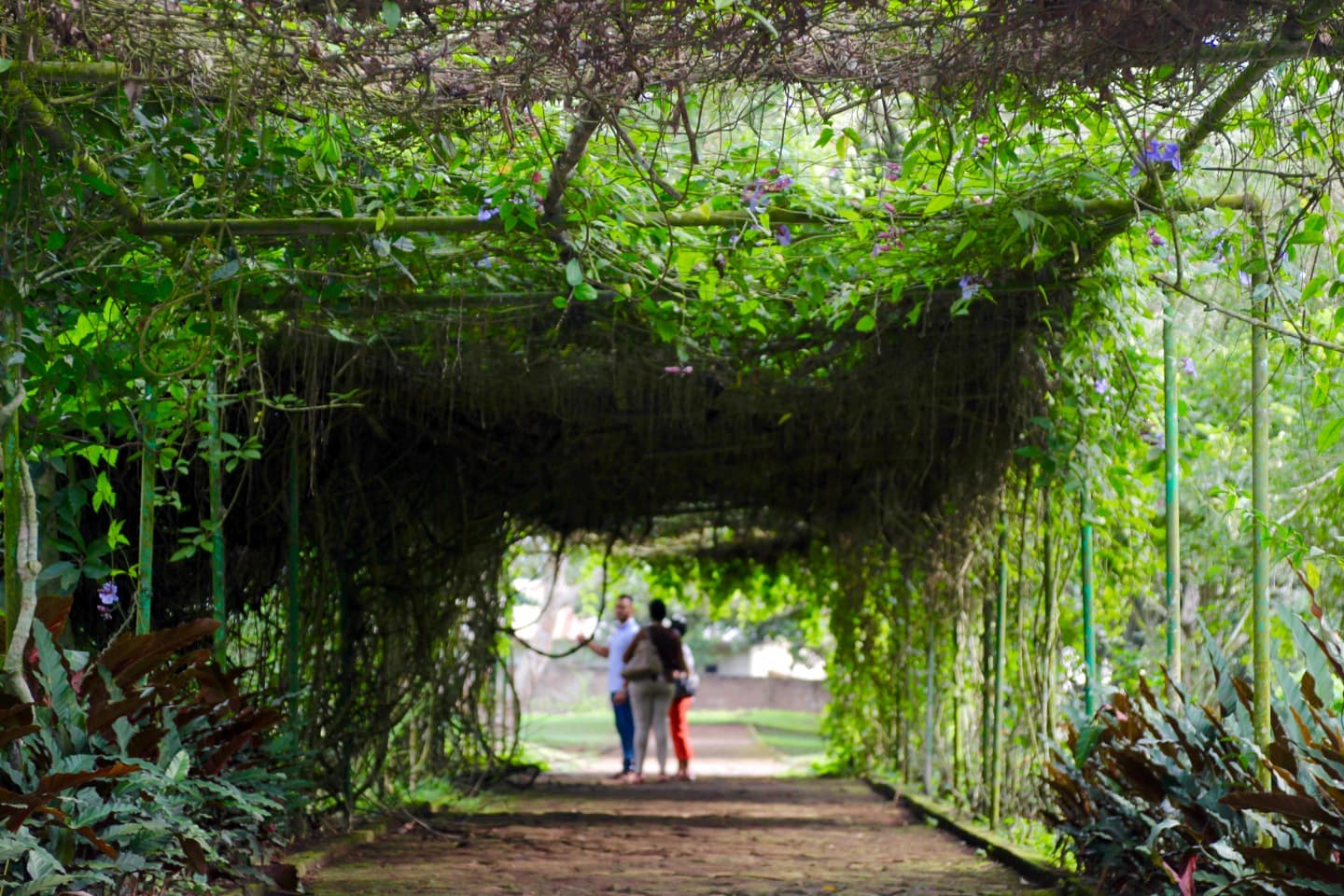 Aburi Botanical Gardens 3