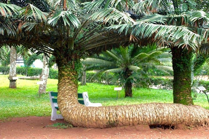 Aburi Botanical Gardens 4