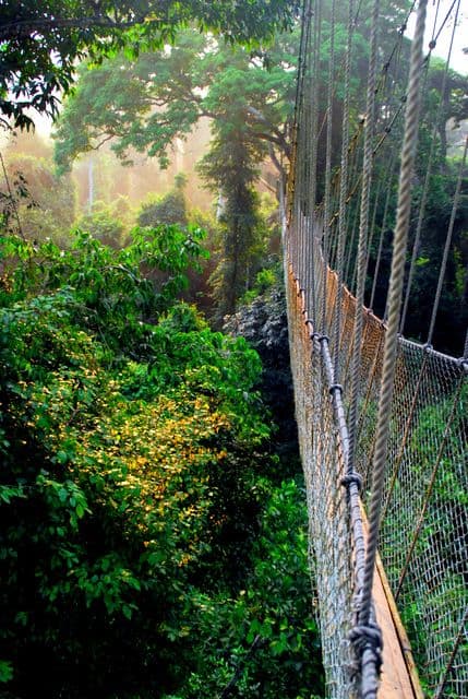 Kakum National Park image