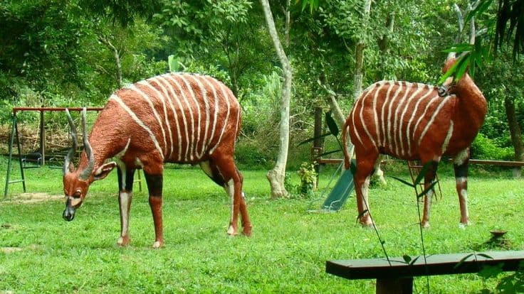 Kakum National Park 3