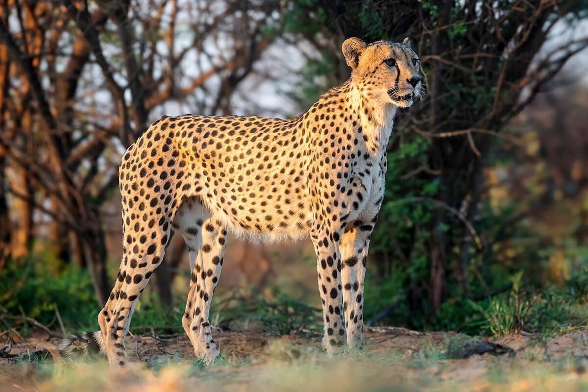 Mole National Park 4