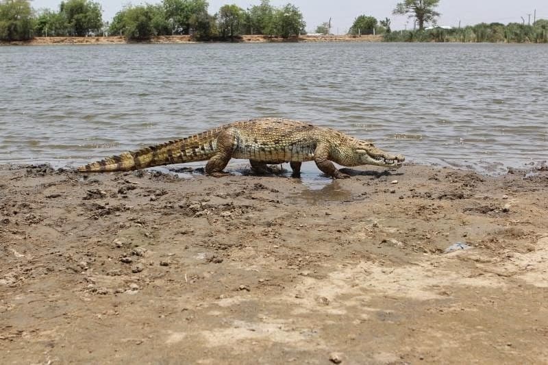 Paga Crocodile Pond image