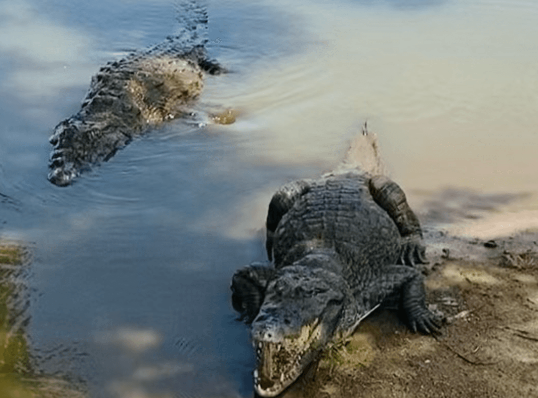 Paga Crocodile Pond 5