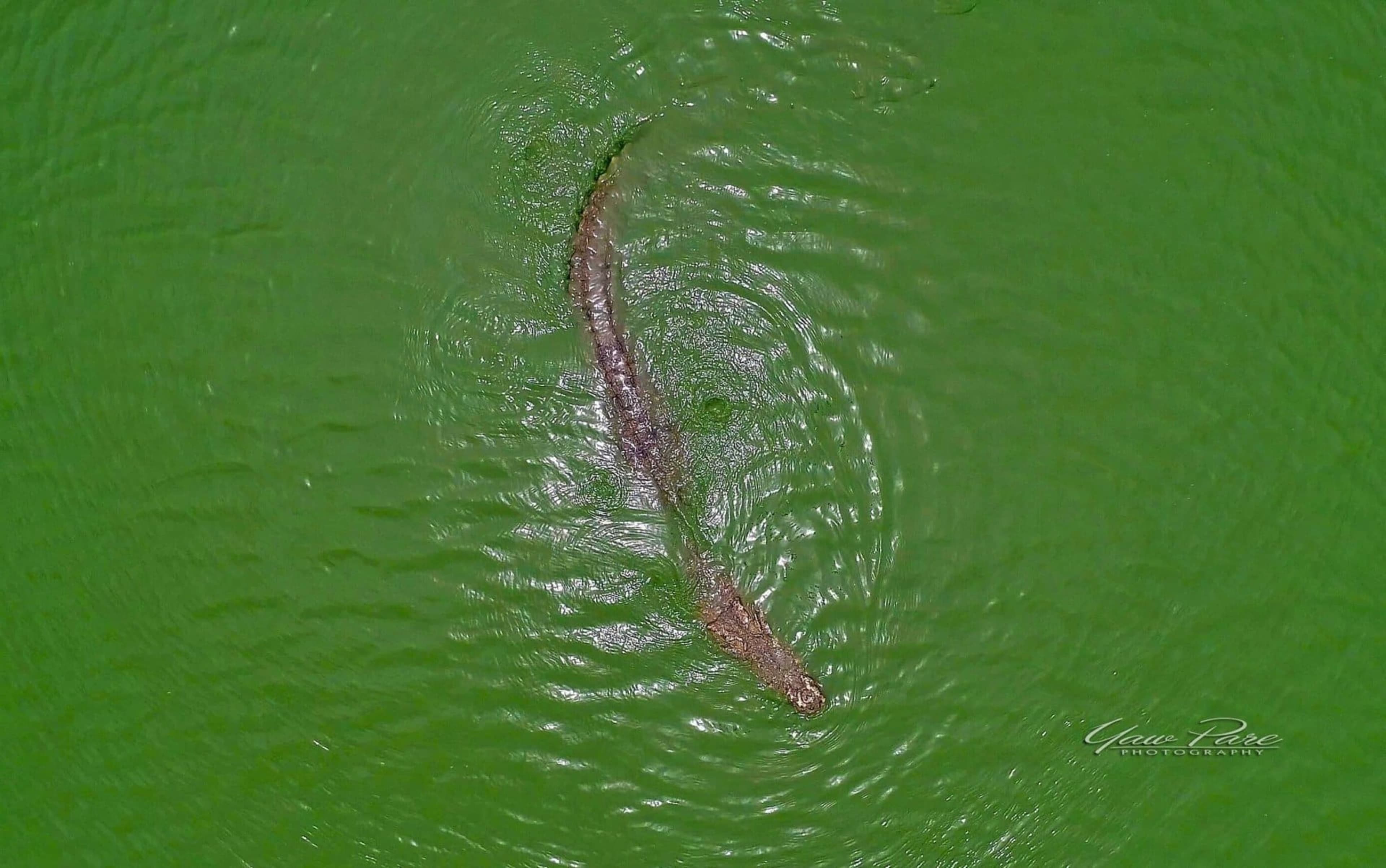 Paga Crocodile Pond 6