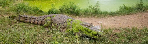 Paga Crocodile Pond 7