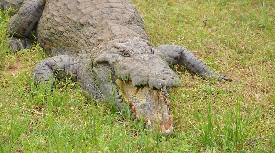 Paga Crocodile Pond 8